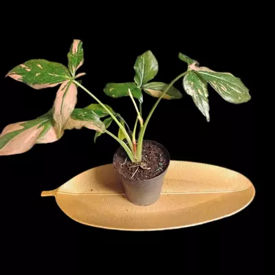 plant/Syngonium Pink Splash-0-thumbnail