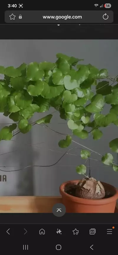 plant/Dioscorea Elephantipes-4-thumbnail