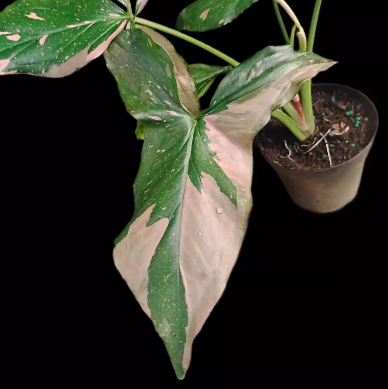 plant/Syngonium Pink Splash-1