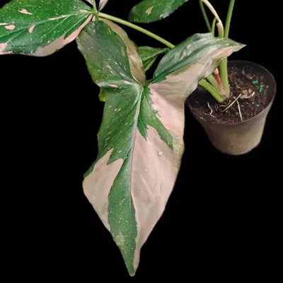 plant/Syngonium Pink Splash-1-thumbnail