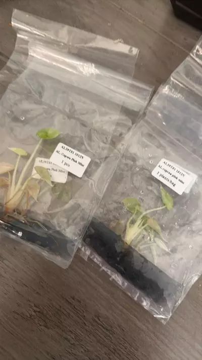 plant/Alocasia Pink Mint Cuprea TC-1-thumbnail