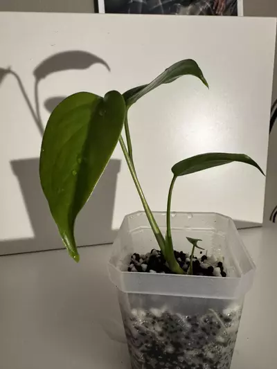 plant/Monstera Sierrana Starter Plant-1-thumbnail