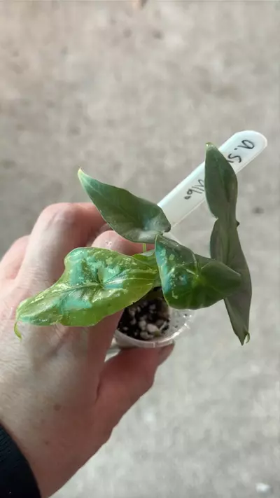 plant/Alocasia Simpo Albo-1-thumbnail