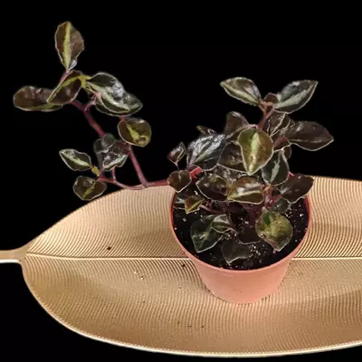 plant/Peperomia metallica-2-thumbnail