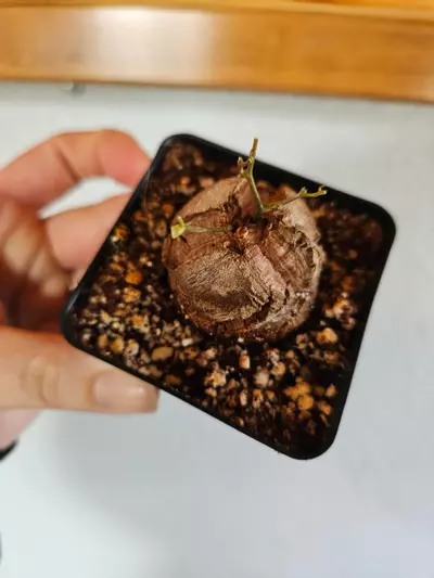 plant/Dioscorea Elephantipes-1-thumbnail