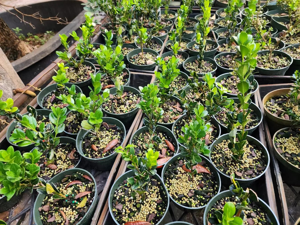 plant/Boxwood "wintergreen" in a 4" pot-0