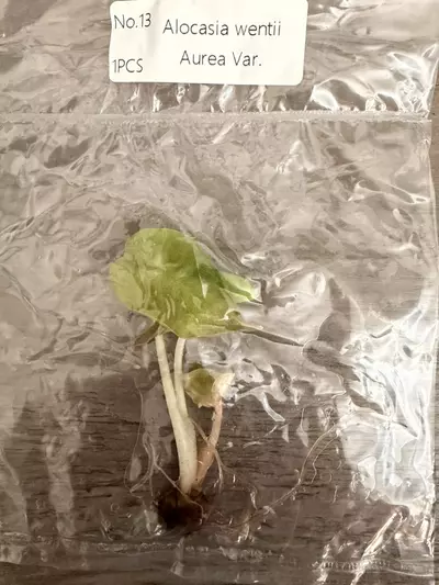 plant/Alocasia Wentii Aurea TC-1-thumbnail