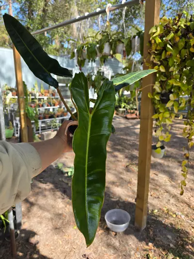 plant/6in Philodendron billie GC-1-thumbnail