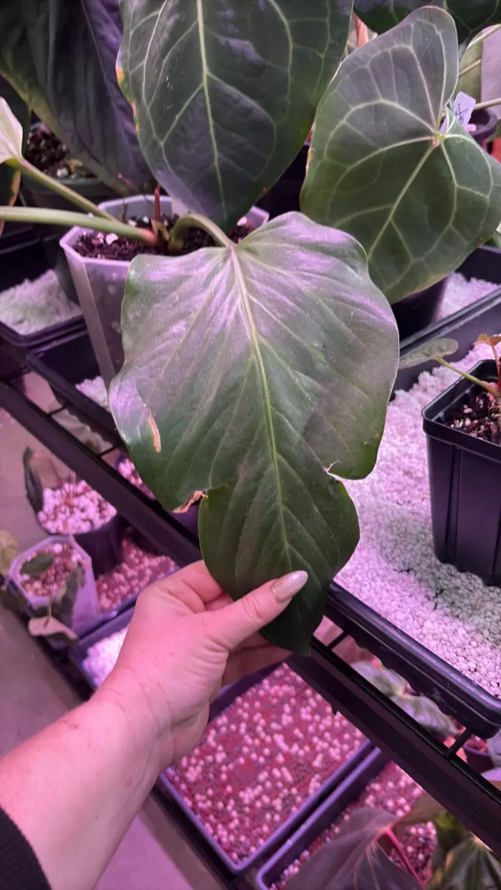 plant/J218 Mancuniense-2