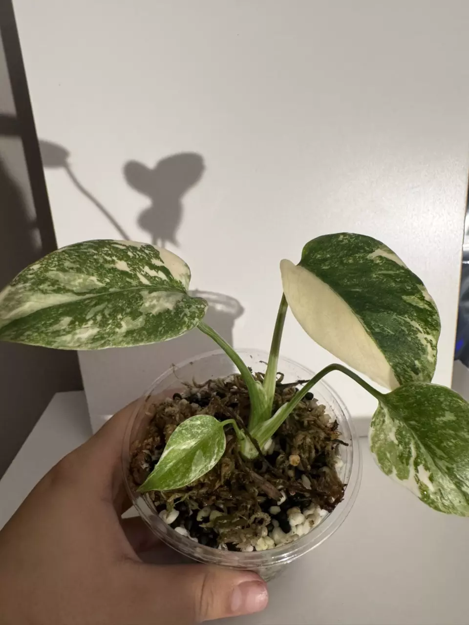 plant/Monstera Thai Constellation-0