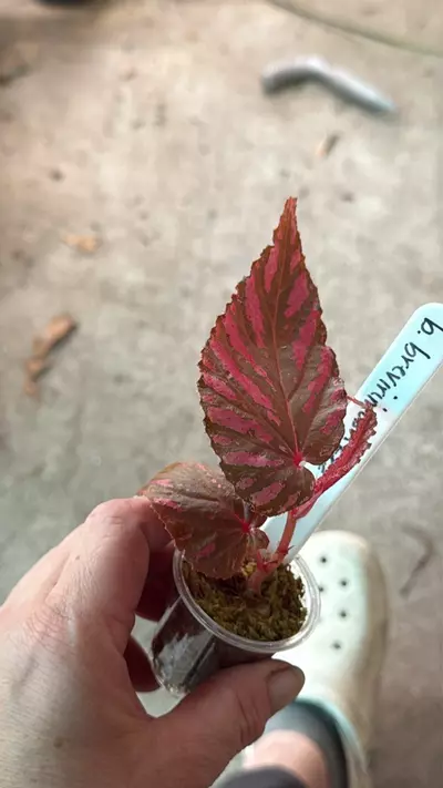 plant/Begonia breverimosa red-0-thumbnail