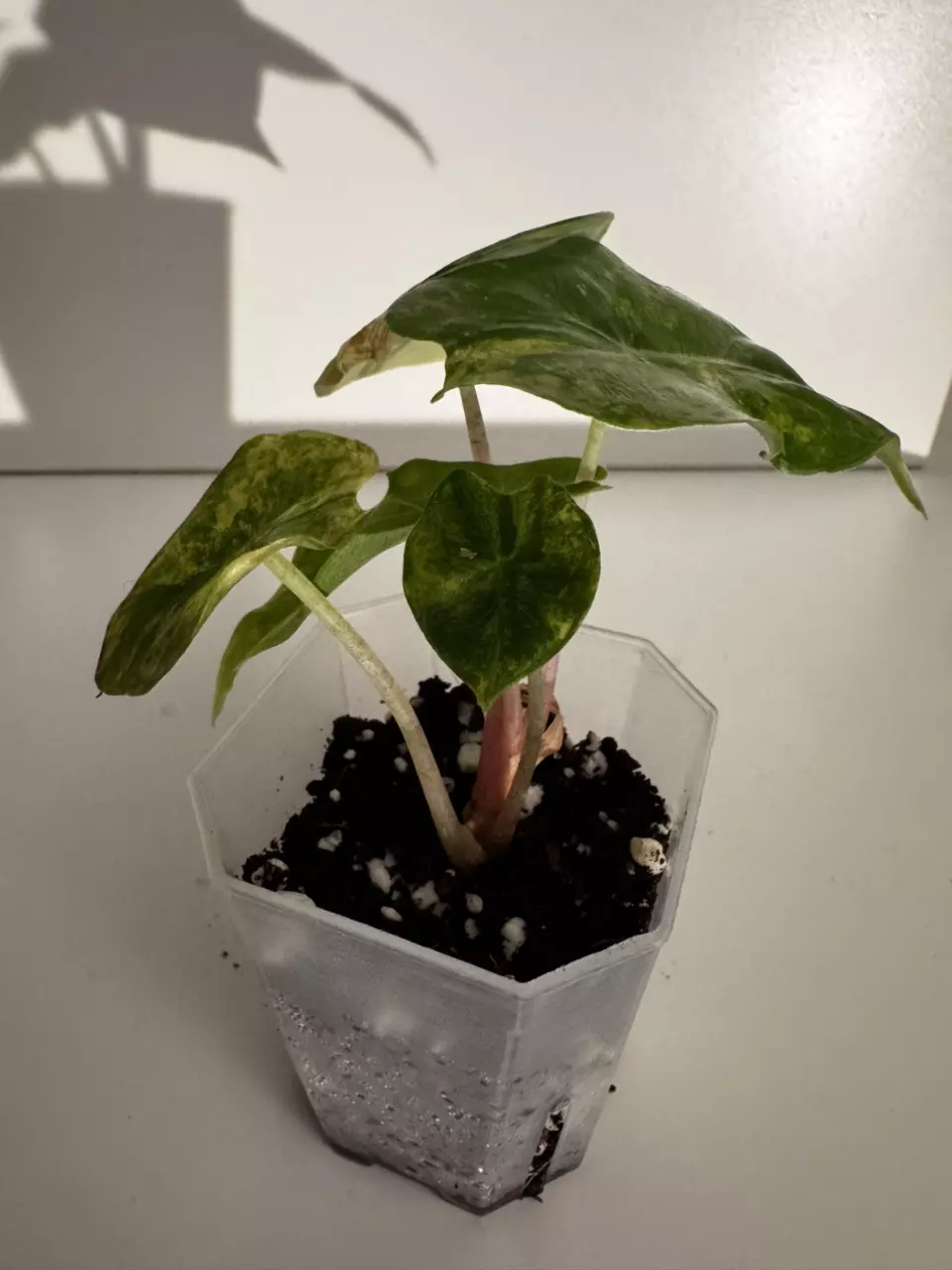 plant/Alocasia Nairobi Nights Variegated Starter Plant-3