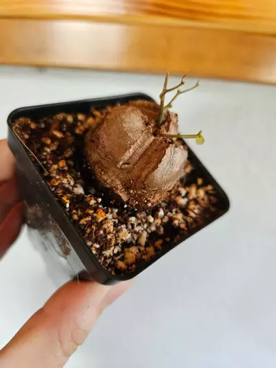 plant/Dioscorea Elephantipes-3-thumbnail