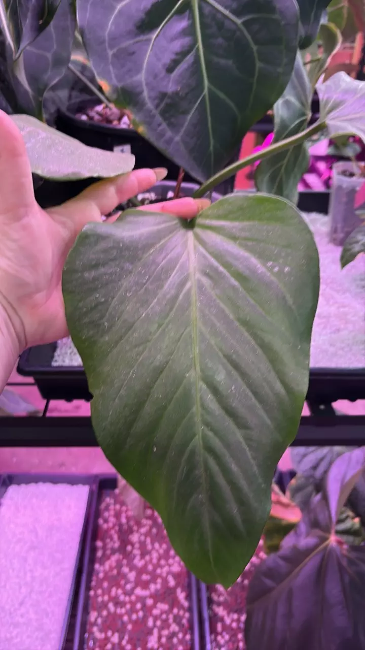 plant/J218 Mancuniense-1