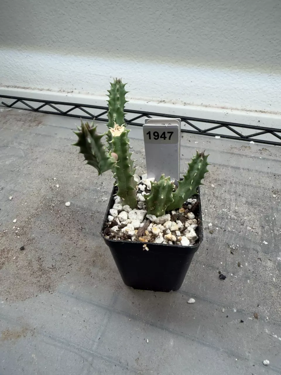 plant/1947 - Orbea Pranburi Hybrid-0