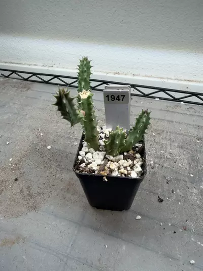 plant/1947 - Orbea Pranburi Hybrid-0-thumbnail