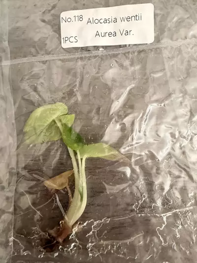 plant/Alocasia Wentii Aurea TC-2-thumbnail