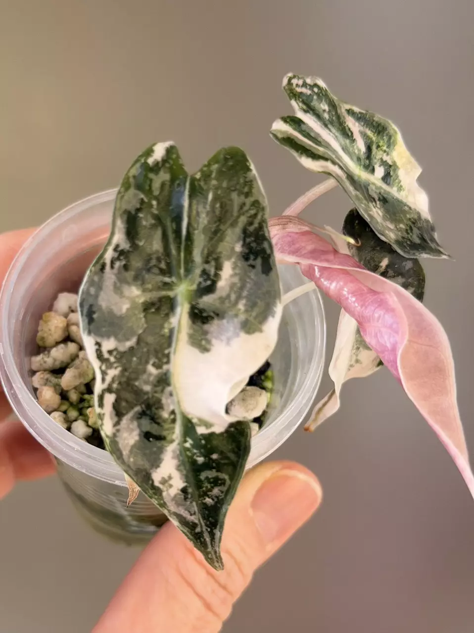 plant/506 Alocasia Pink Polly-0