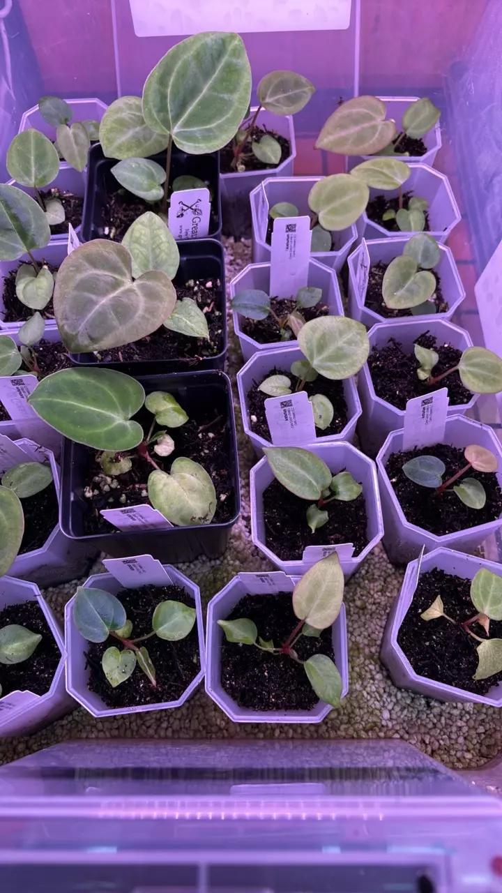 plant/(Carla ‘District’ x BWM) X (Carla x Dressleri) S.C.-1