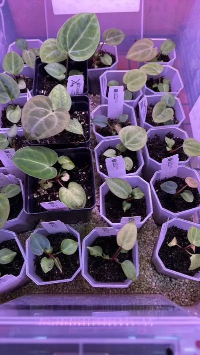 plant/(Carla ‘District’ x BWM) X (Carla x Dressleri) S.C.-1-thumbnail