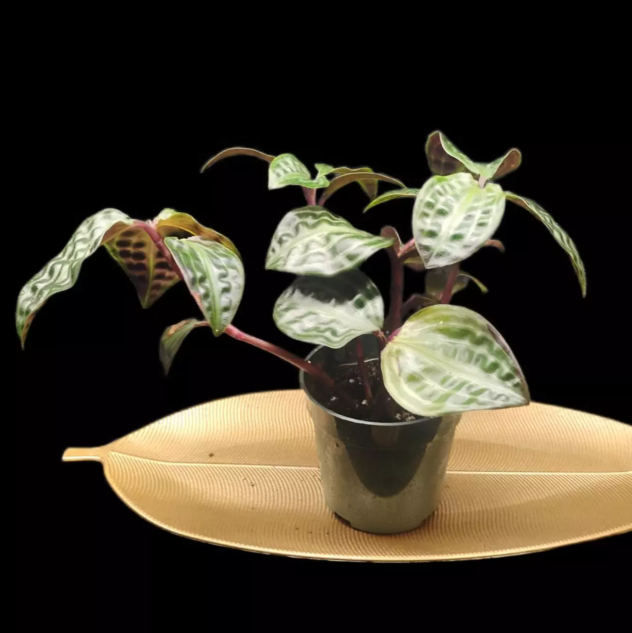 plant/Geogenanthus poeppigii-1