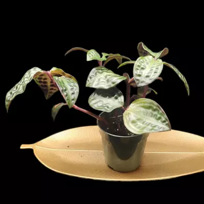 plant/Geogenanthus poeppigii-1-thumbnail