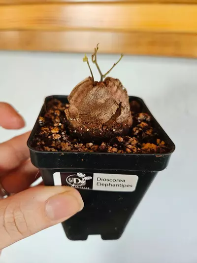 plant/Dioscorea Elephantipes-2-thumbnail