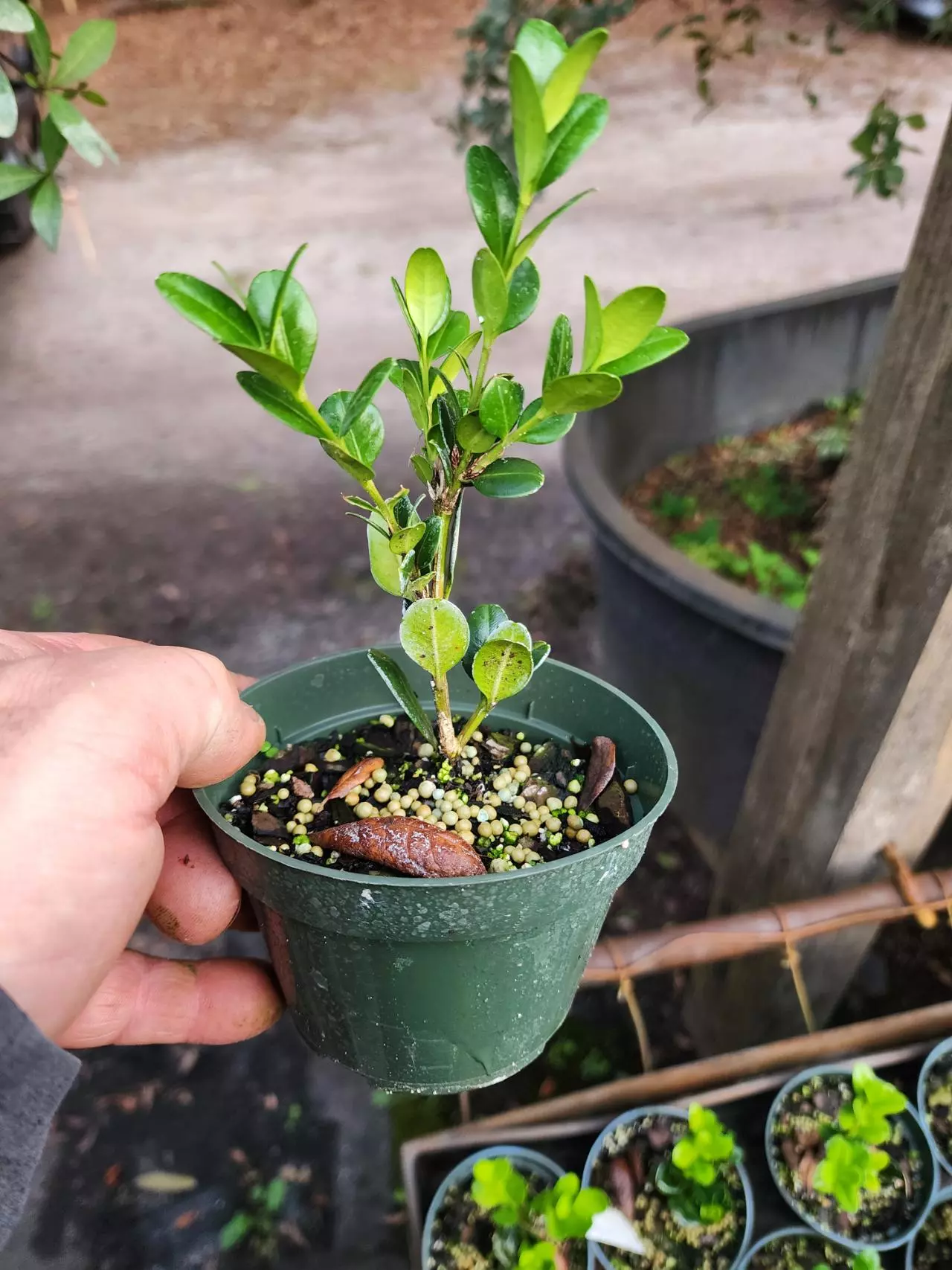 plant/Boxwood "wintergreen" in a 4" pot-1