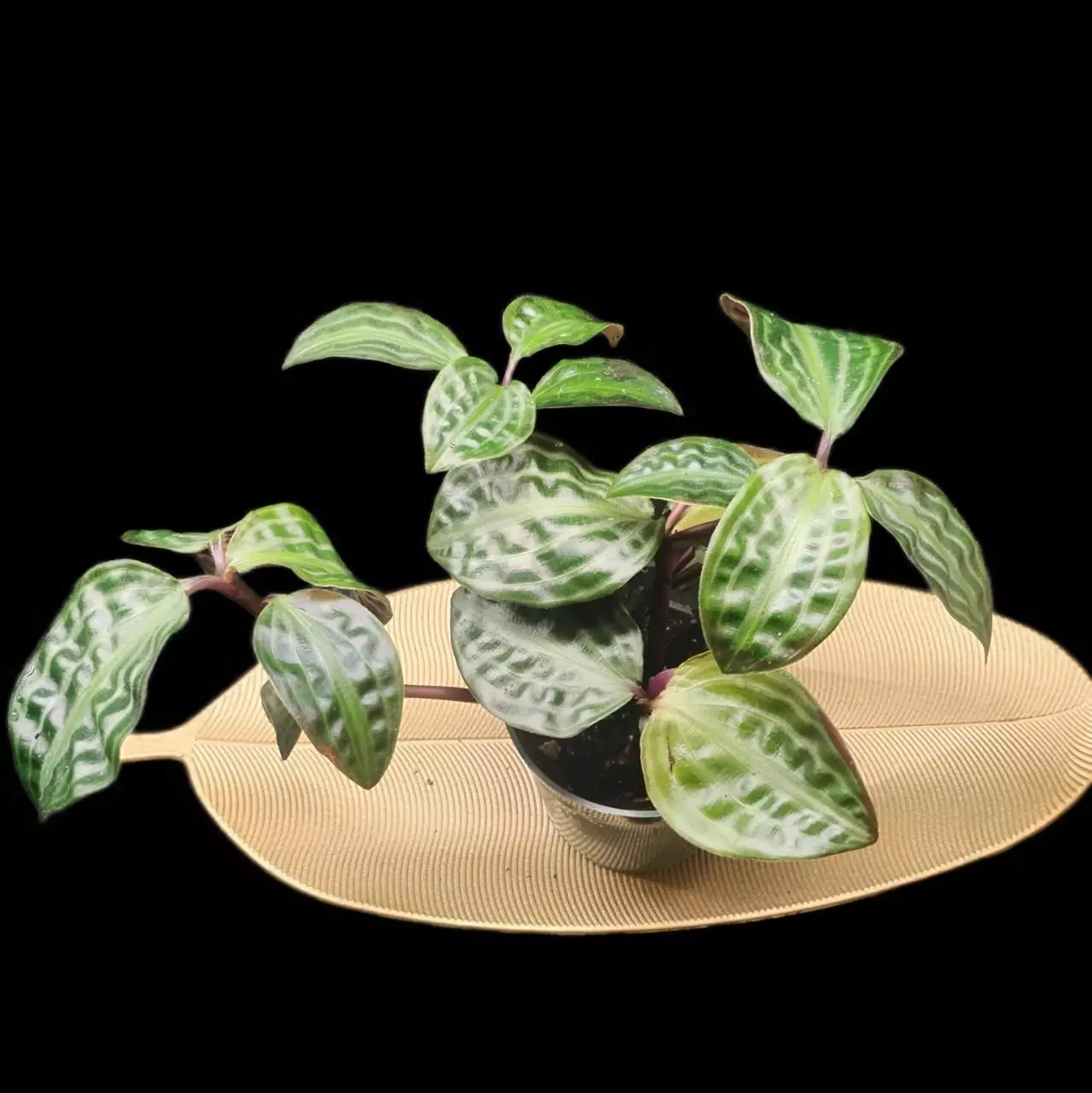 plant/Geogenanthus poeppigii-0