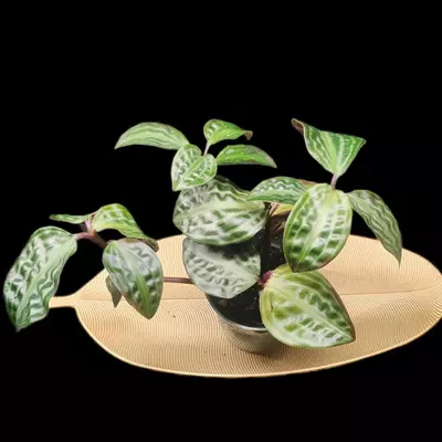 plant/Geogenanthus poeppigii-0-thumbnail