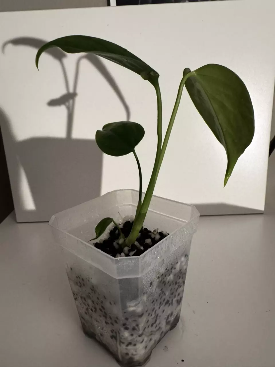 plant/Monstera Sierrana Starter Plant-3