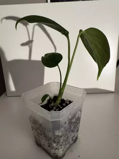 plant/Monstera Sierrana Starter Plant-3-thumbnail