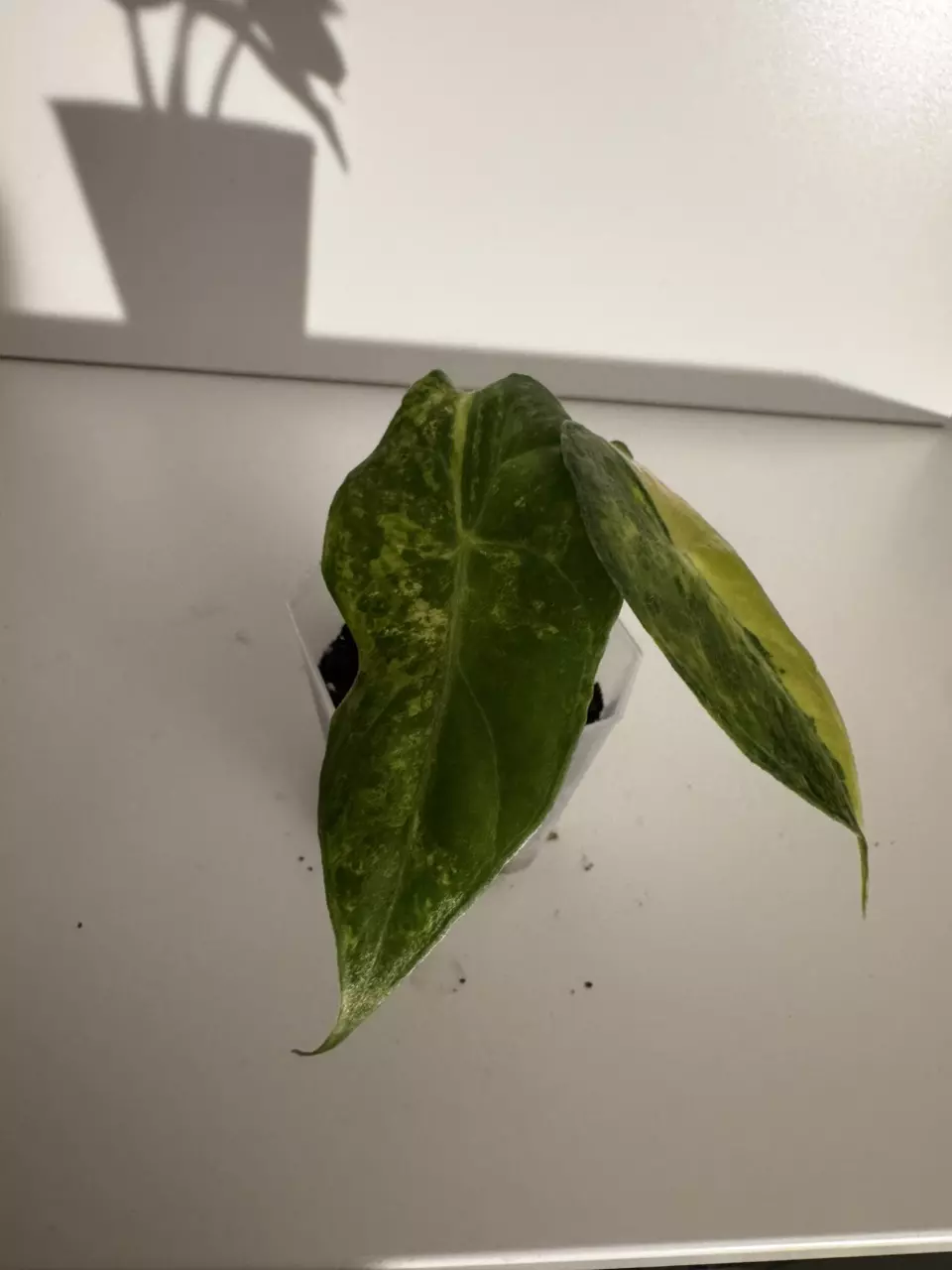 plant/Alocasia Nairobi Nights Variegated Starter Plant-1