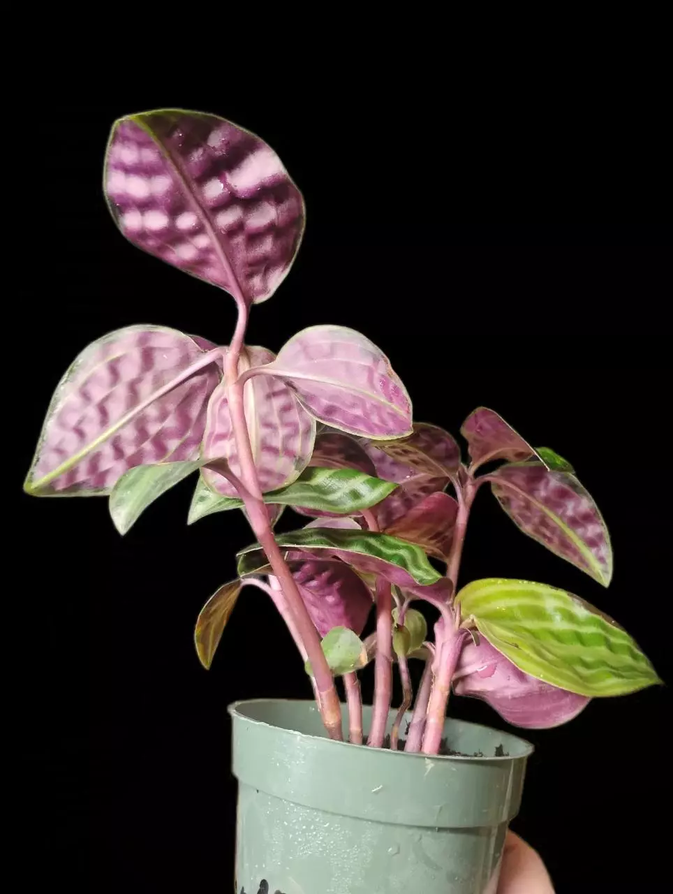 plant/Geogenanthus poeppigii-3