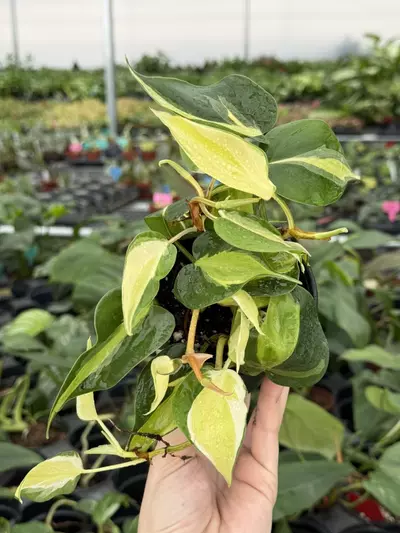 plant/Philodendron cream splash 4” pot growers choice-1-thumbnail