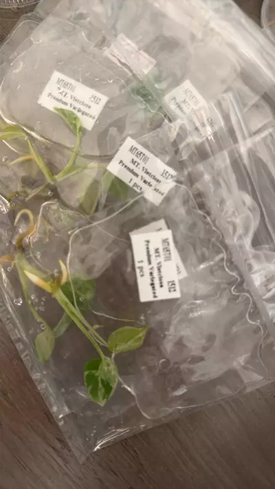 plant/Monstera Vietciosa TC-1-thumbnail