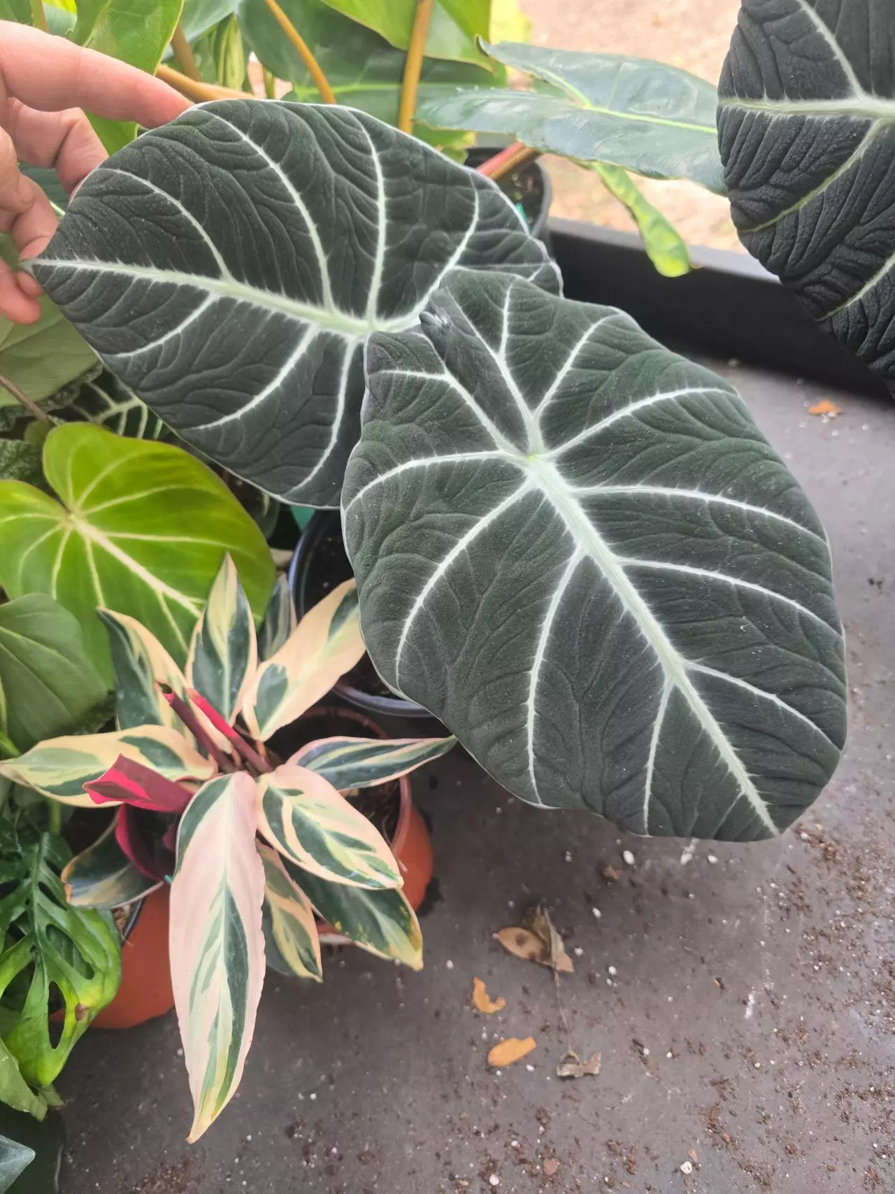 plant/6in Alocasia Black Velvet GC-0