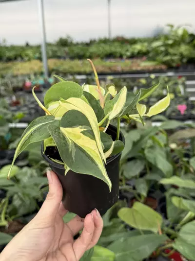 plant/Philodendron cream splash 4” pot growers choice-4-thumbnail