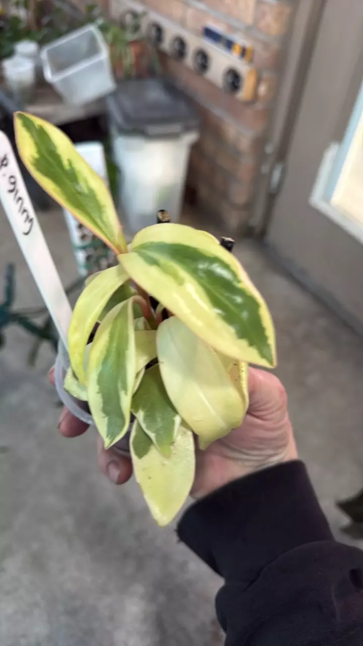 plant/Peperomia Ginny HIGHLY VARIEGATED!-2