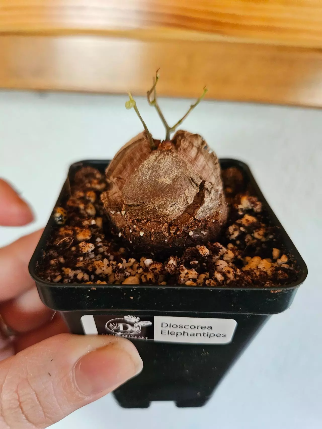plant/Dioscorea Elephantipes-0