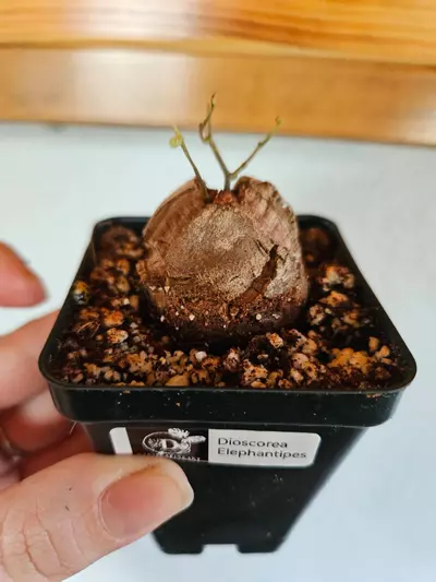 plant/Dioscorea Elephantipes-0-thumbnail