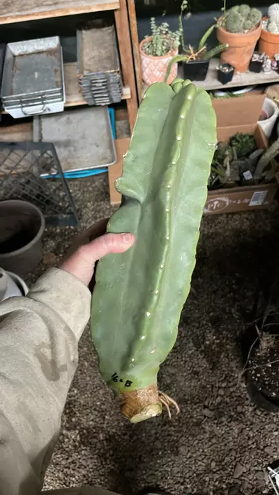 plant/Chubby Totwm Pole Cactus, lightly rooted 16”-0-thumbnail