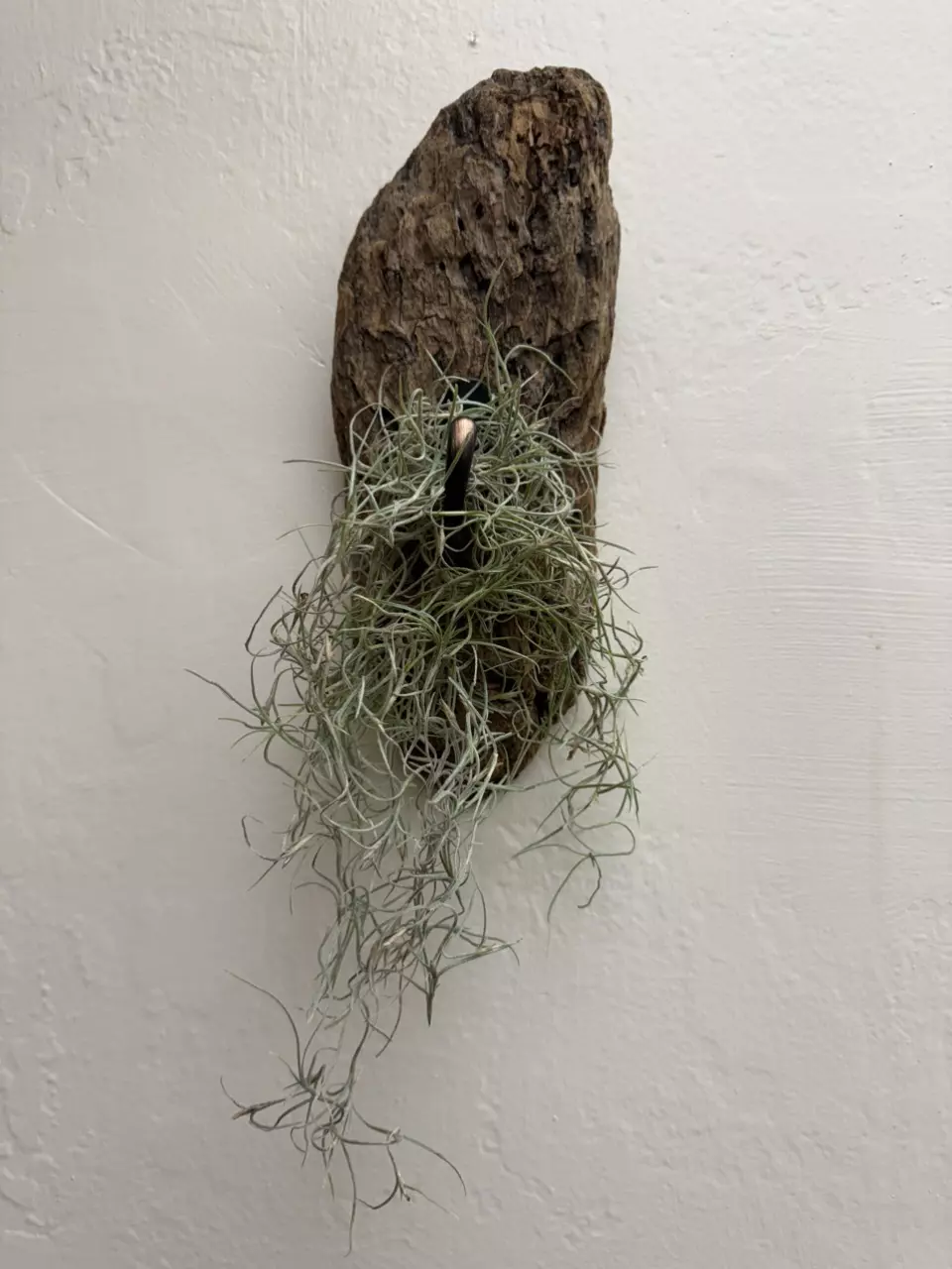 plant/Driftwood Wall Hook with Pele’s Hair (Tillandsia usneoides or Spanish Moss)-0