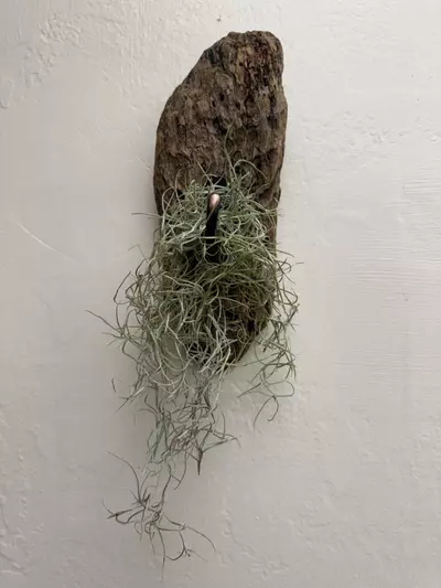plant/Driftwood Wall Hook with Pele’s Hair (Tillandsia usneoides or Spanish Moss)-0-thumbnail