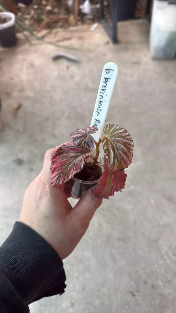 plant/Begonia breverimosa red-1