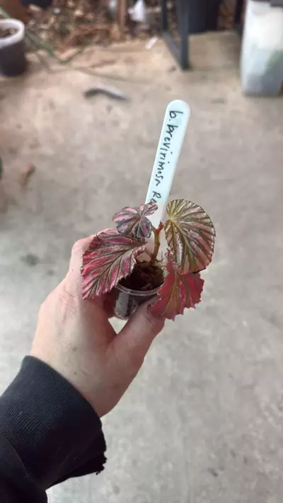 plant/Begonia breverimosa red-1-thumbnail
