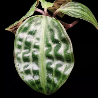 plant/Geogenanthus poeppigii-2-thumbnail