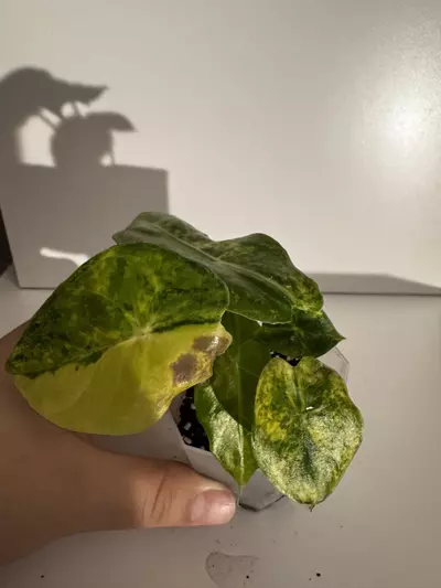 plant/Alocasia Nairobi Nights Variegated Starter Plant-0-thumbnail