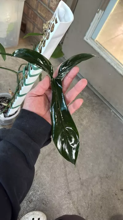 plant/Philidendron 69686 THICC-0-thumbnail