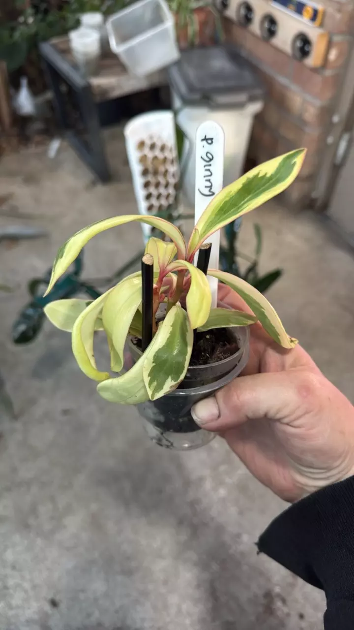 plant/Peperomia Ginny HIGHLY VARIEGATED!-1